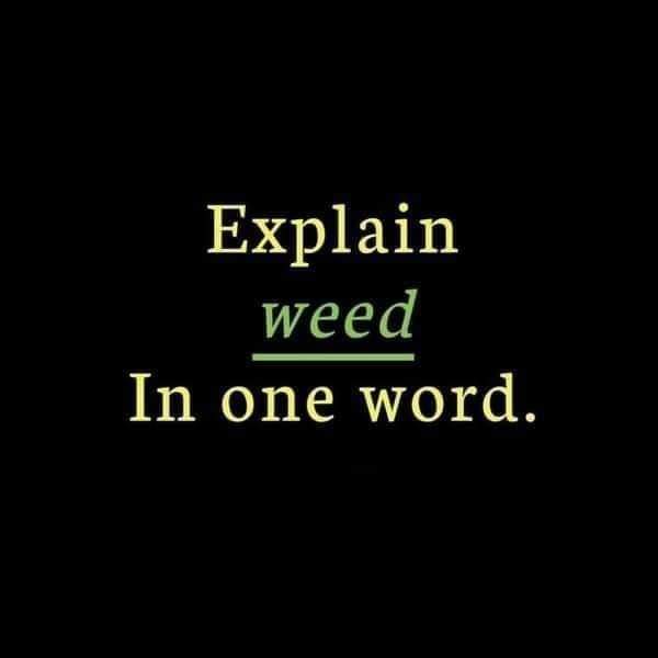 S. W. N. tweet media