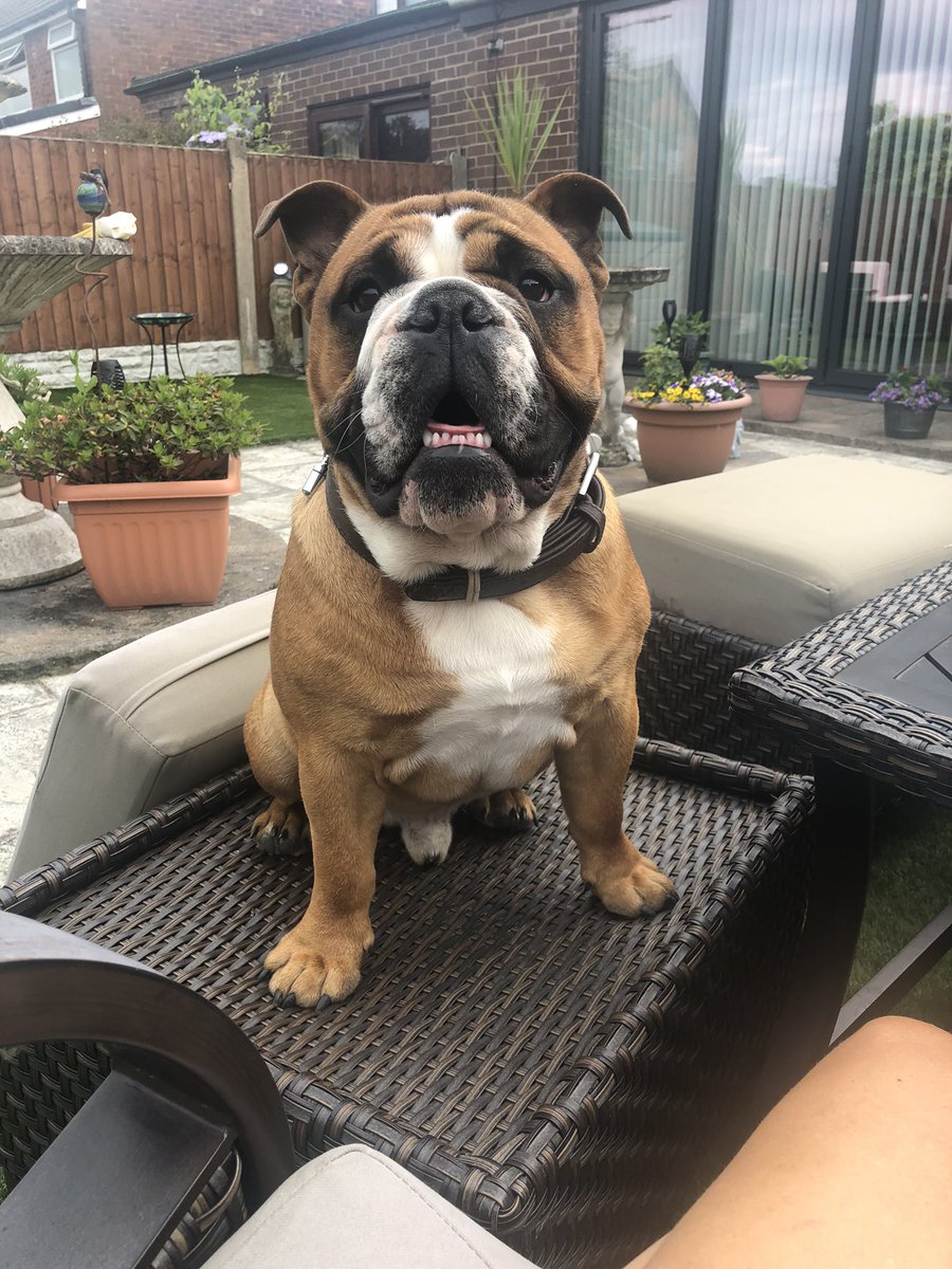 SamDoyle1985's tweet photo. My best mate #Bulldogs #womansbestfriend #BestFriend #bulldoglife https://t.co/2d7X979T1x