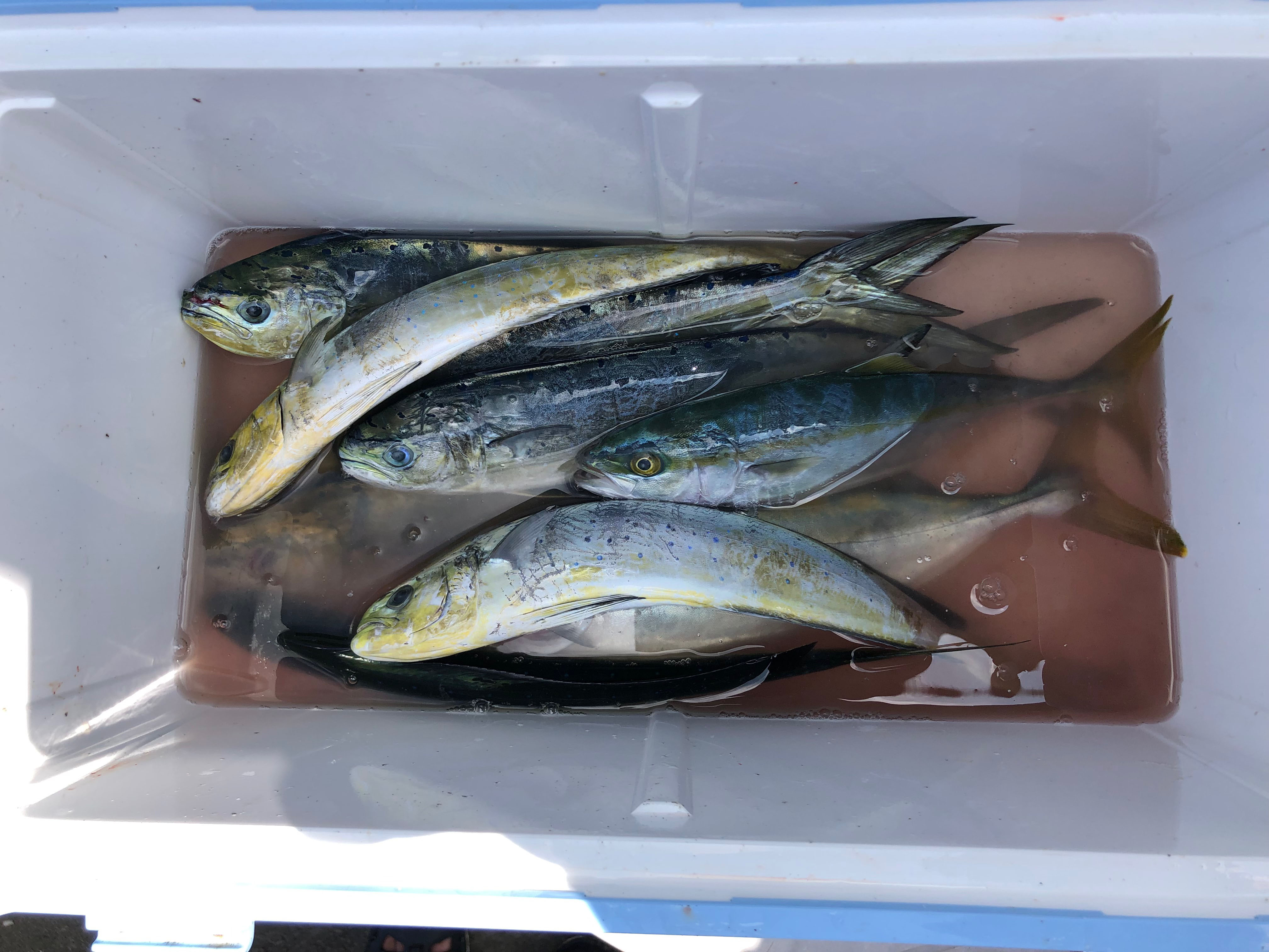 ムラキボート 鎌倉 材木座 釣り 釣果 シイラ ワカシ 7月１７日 天気 晴れ 風速 ３メートル 暑くなってます 暑さ対策を十分にして 釣りを楽しんでください T Co Drnlfw7uy6 Twitter