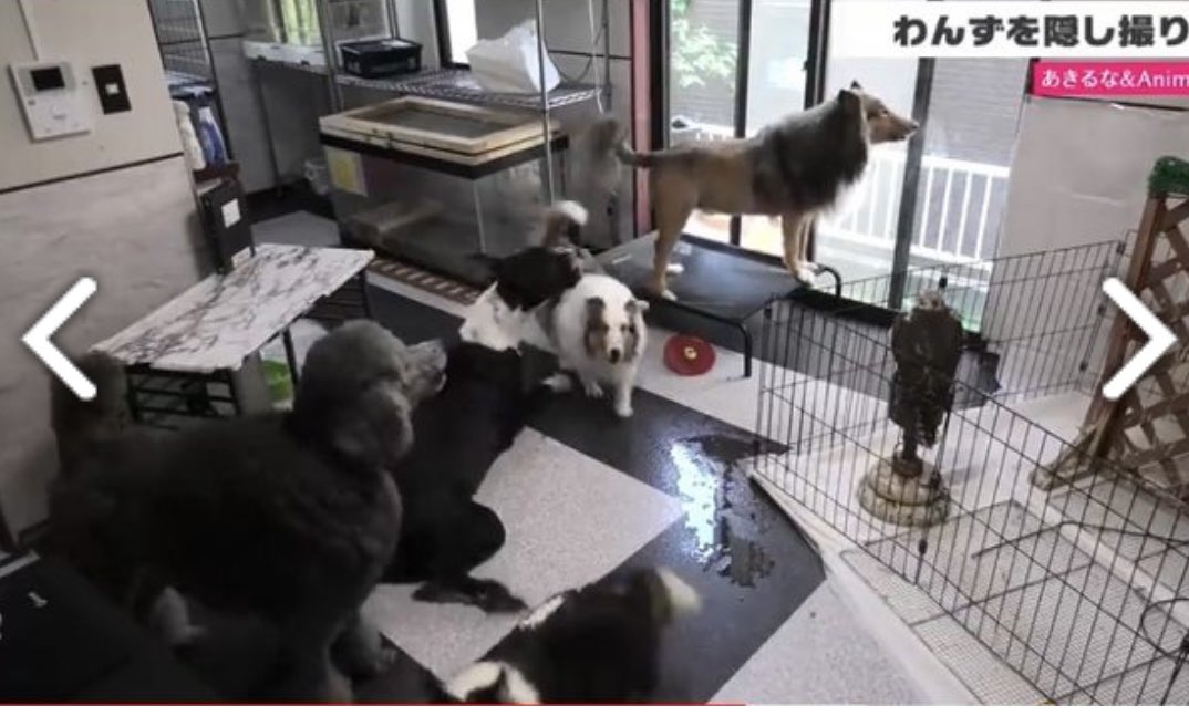 あきるなの真実 キャパオーバーなんですよ完全に 散歩に行けるわけでもなく常にこの状態だと思うとペットが可哀想です はっきり言って 買う資格ないですね あきるな 多頭飼い 多頭飼育崩壊 動物虐待 育児放棄 Youtuberあきるな 無責任 キャパ あきるなの真実 キャパオーバーなんですよ完全に 散歩に行けるわけでもなく常にこの状態だと思うとペットが可哀想です はっきり言って 買う資格ないですね あきるな 多頭飼い 多頭飼育崩壊 動物虐待 育児放棄 Youtuberあきるな 無責任 キャパ