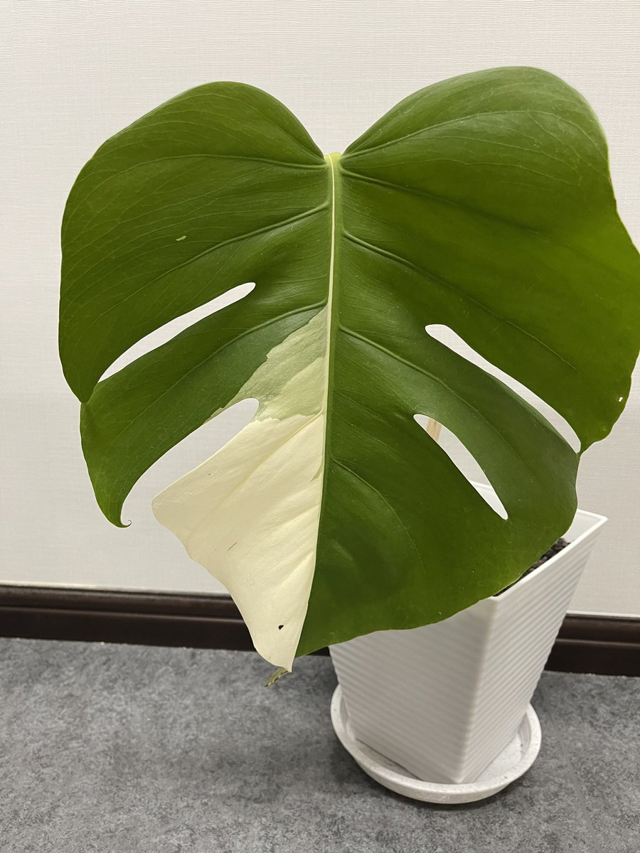 一番人気物 超希少種 新芽が出て発根済み フルムーン 茎まで真っ白 モンステラ 植物 観葉植物