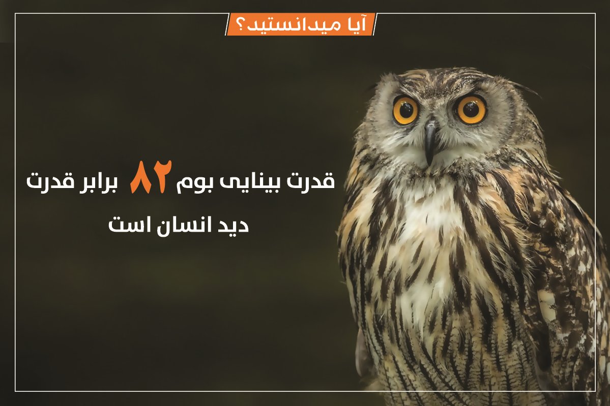 Afghan_Wireless's tweet photo. #آیاـمیدانستید
#General #AWCC #Afghansitan #DidYouKnow #Generalinfo https://t.co/zqYFfMRdvz