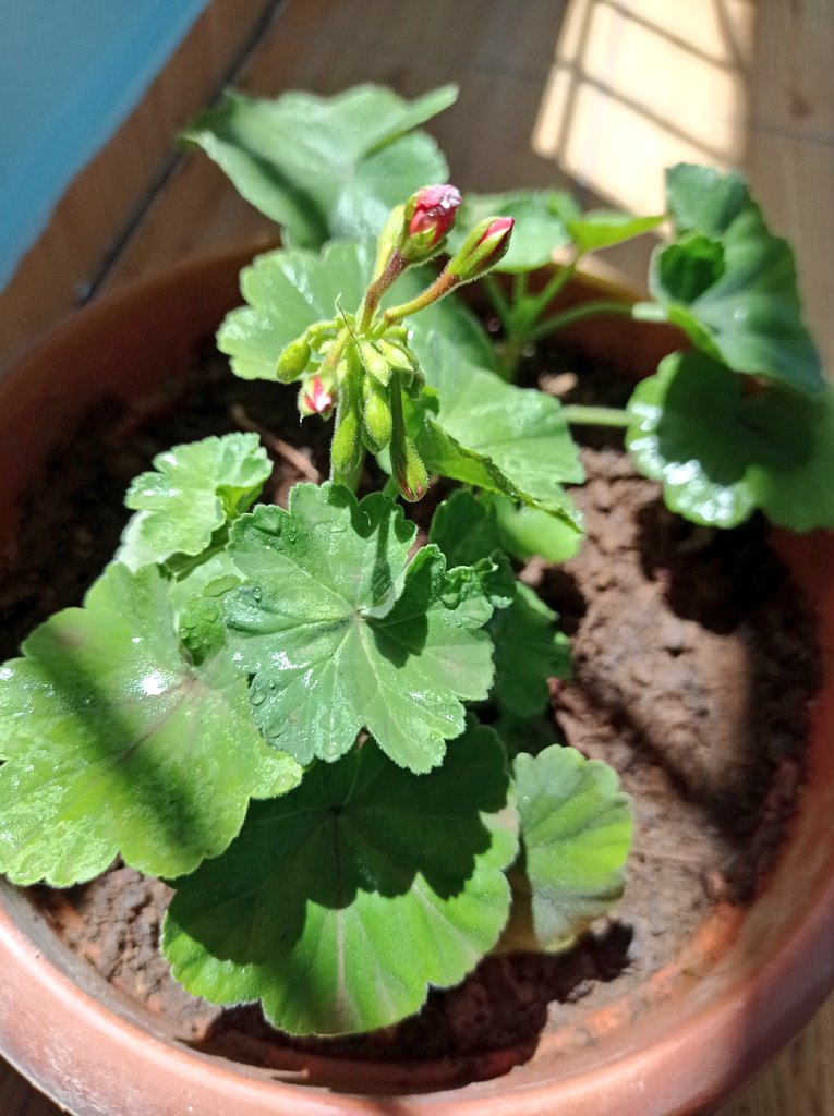 srclisan's tweet photo. İnsanın idealleri olmalı sonsuzluk gibi insanın özlemleri olmalı umutla açan çiçekler gibi.🌱�� https://t.co/9QPI8nmAUh