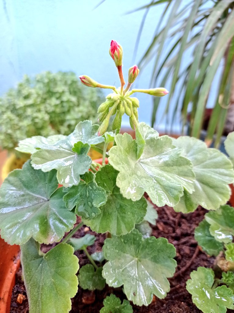 srclisan's tweet photo. İnsanın idealleri olmalı sonsuzluk gibi insanın özlemleri olmalı umutla açan çiçekler gibi.🌱�� https://t.co/9QPI8nmAUh
