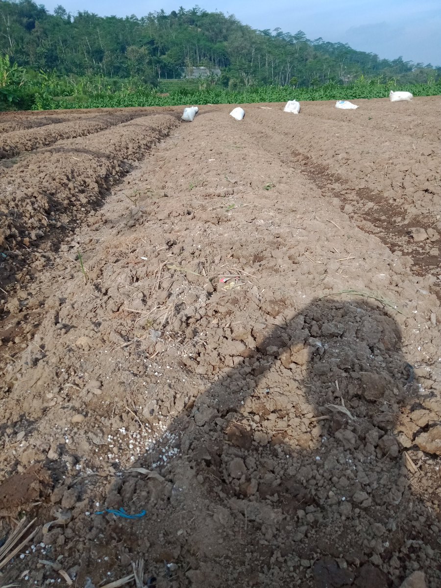 ZaeniMustofa15's tweet photo. Pembuatan bedengan selesai, tinggal pemasangan mulsa bar itu tanam https://t.co/IKp7YrJIKd