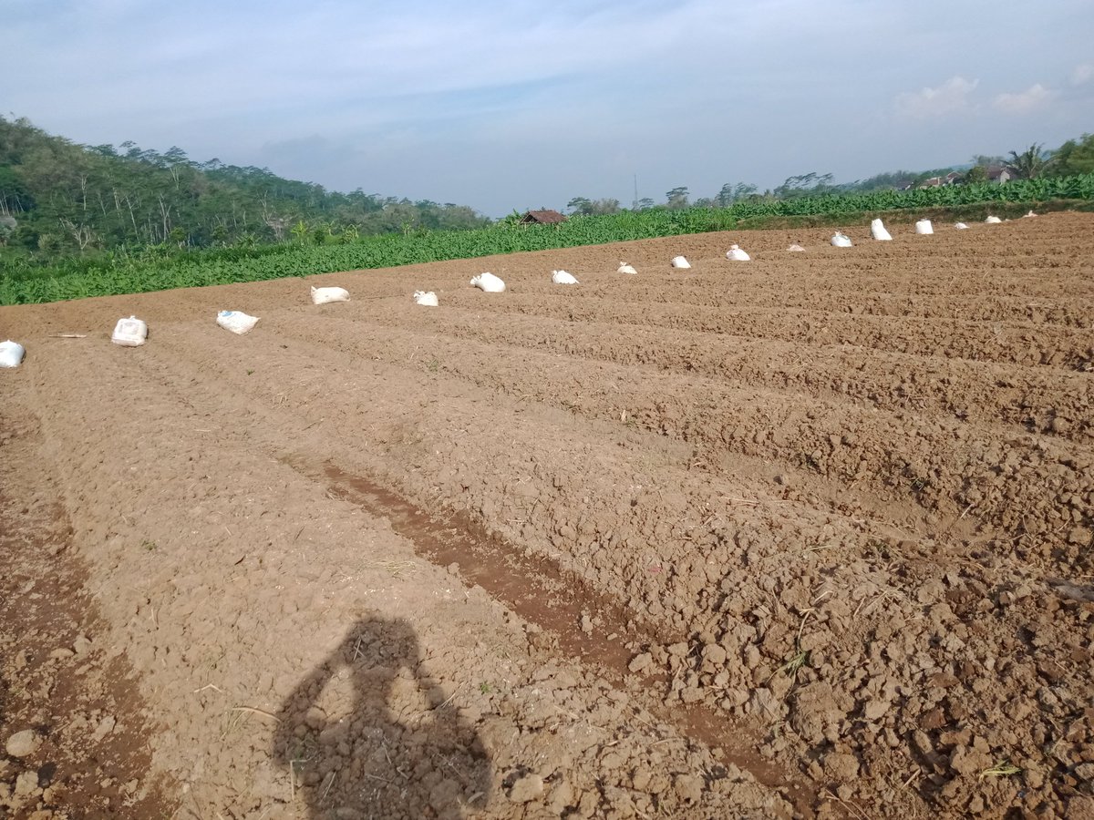 ZaeniMustofa15's tweet photo. Pembuatan bedengan selesai, tinggal pemasangan mulsa bar itu tanam https://t.co/IKp7YrJIKd