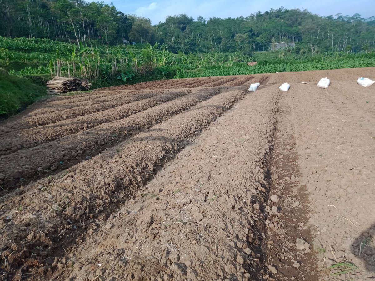 ZaeniMustofa15's tweet photo. Pembuatan bedengan selesai, tinggal pemasangan mulsa bar itu tanam https://t.co/IKp7YrJIKd