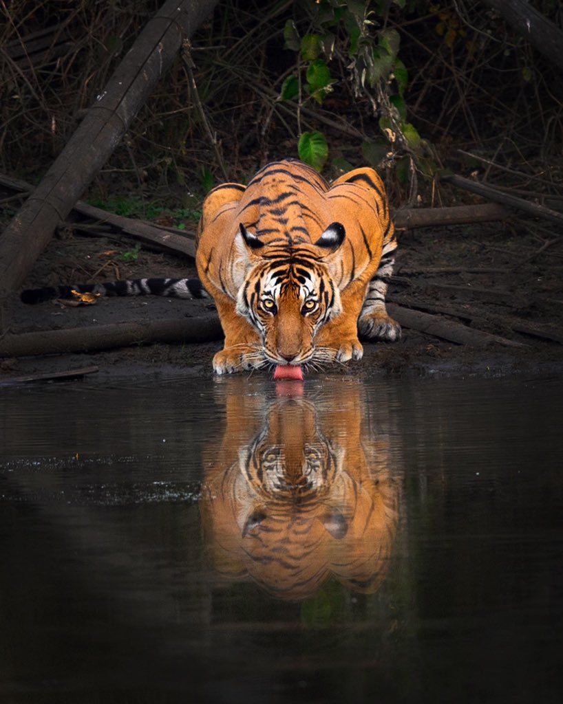 MithunH5's tweet photo. The Fire on the dark waters
.
#tiger #gold #thirst #wildlife #kabini #nature #mithunhphotography #privatesafari https://t.co/1TqGYitKOT