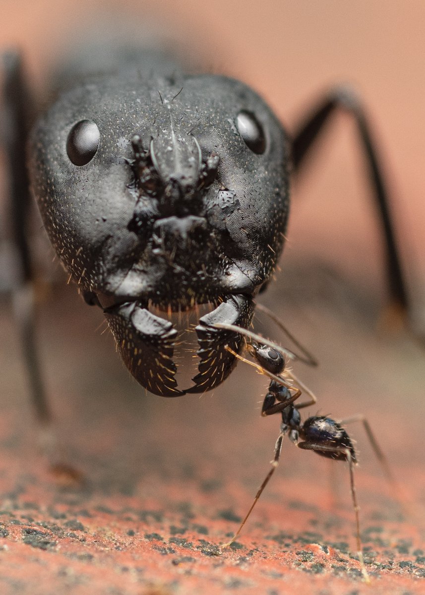 varad_giri's tweet photo. Assessment...
Big ant was dead, this small individual, a different species was checking the same before it started feeding.
#nidusexplore @BNHSIndia #IndiAves #ThePhotoHour #NaturePhotography #radiantdiffuser @NatureIn_Focus @WorldofWilds @nature_macro @MacroHour https://t.co/TVfPPenkHp