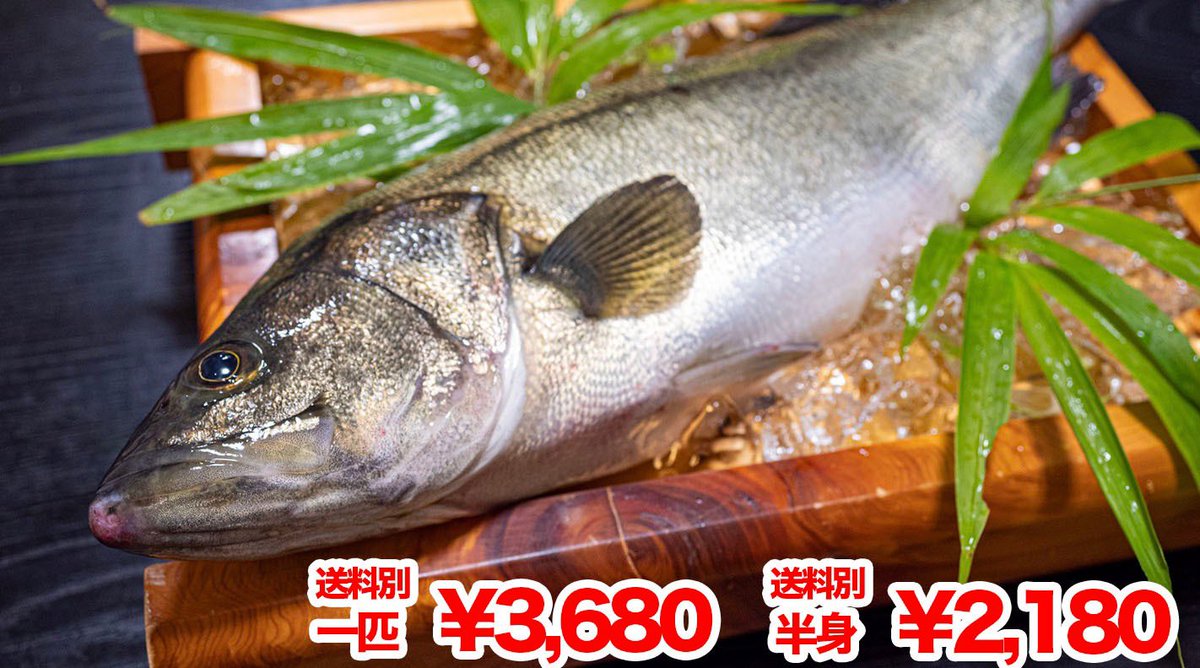 高知かわうそ市場 على تويتر 夏の高級魚 スズキ 期間限定で登場 めちゃうまな魚 を次々と育てている養殖のメッカ 野見漁港の スズキ を期間限定で販売します 洗い ムニエル フライなどにすると最高 高知の伝統のタレ ぬた も付属しています ぜひ食べて 高知かわうそ市場 على تويتر 夏の高級魚 スズキ 期間限定で登場 めちゃうまな魚 を次々と育てている養殖のメッカ 野見漁港の スズキ を期間限定で販売します 洗い ムニエル フライなどにすると最高 高知の伝統のタレ ぬた も付属しています ぜひ食べて