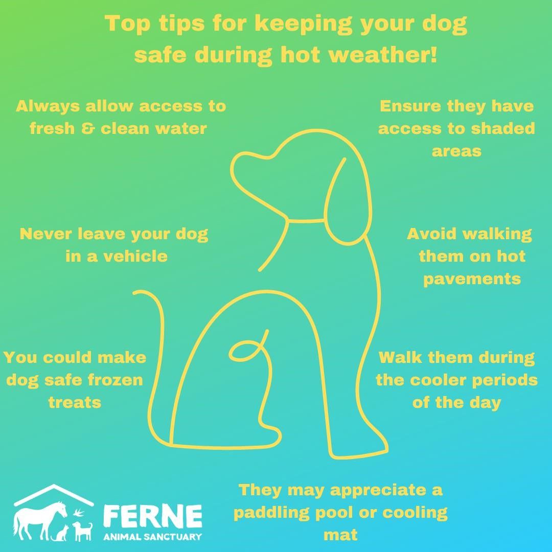Top tips for keeping your dog cool during hot weather ☀