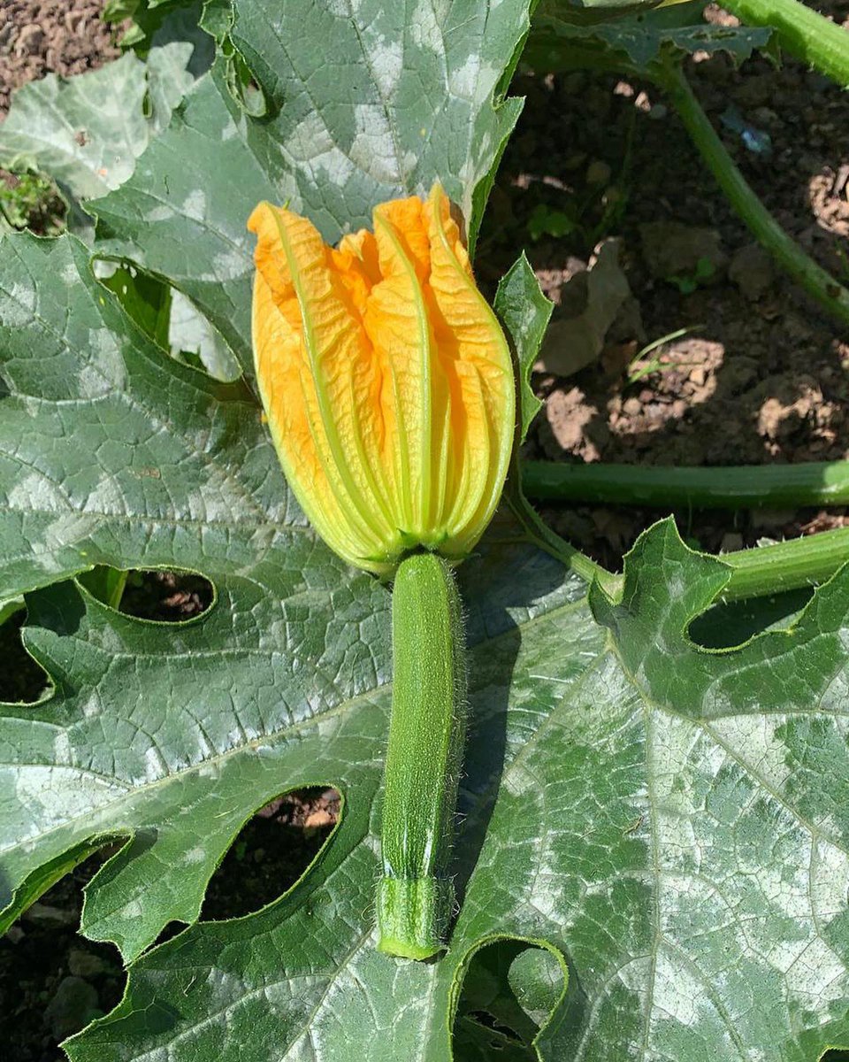 TheLlangoedHall's tweet photo. From our garden…to your plate! 🌿
 We grow lots of incredible produce from our very own kitchen garden! Swipe to see the end results…  - Lavinton lamb, courgette &amp; basil puree, stuffed garden courgette flower, parmesan gnocchi. 

#llangoedhall #kitchengarden https://t.co/S9XU74T0xm