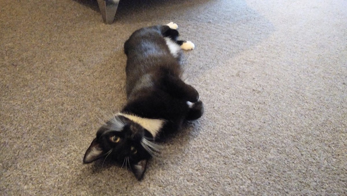 WirralWhiskers's tweet photo. Kitten!!!!!!!!
Another new cat I got to visit over the weekend.
She had plenty of toys, but I took some new ones for her.
#kittensofinstagram #tuxedocat tuxedocats #tuexdocatsofinstagram #kittensdaily #kittenstagram #kittensofig #kittenlove https://t.co/d42U3d7Prc