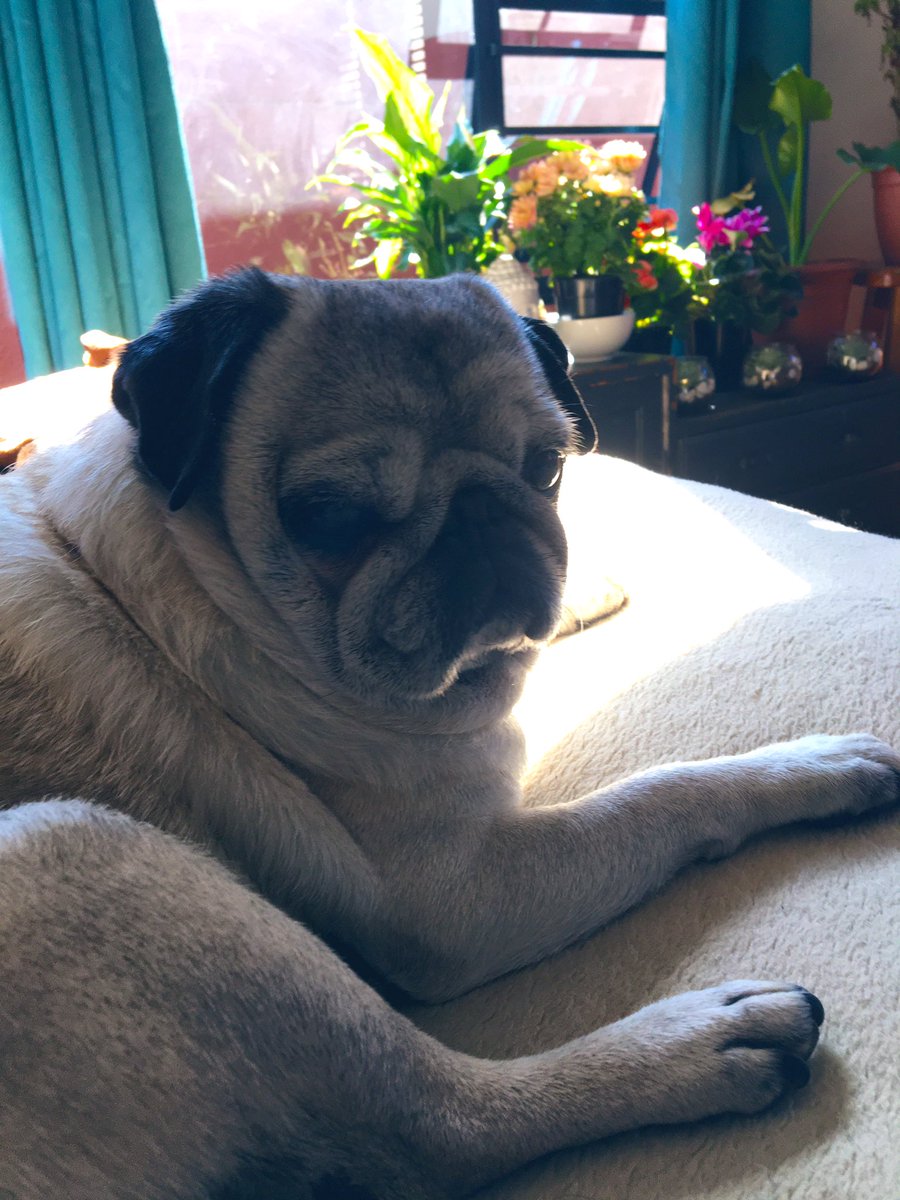 WWatsonpug's tweet photo. The mom hasn’t given in to our breakfast bacon demands yet so we sent in this handsome gentleman!! I mean who could say no to this face? #seniordog #baconplease #dogs https://t.co/wVa7DntvtJ