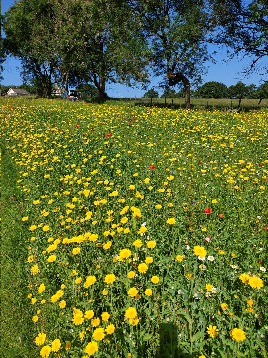 Wildflower meadow now blooming!