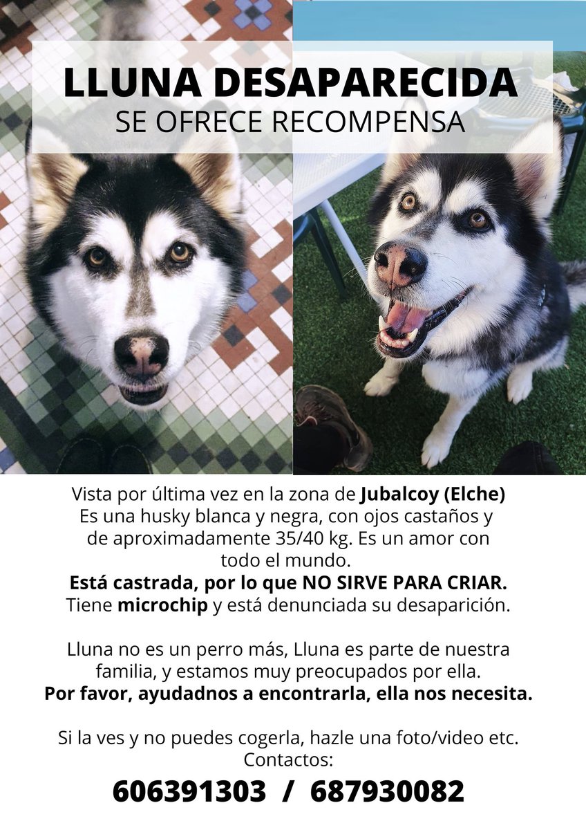 ItsSilen's tweet photo. Seguimos buscando a Lluna. Ya van 4 días sin saber nada de ella y su familia y nosotros la echamos de menos y queremos que esté en casa con su manada.

Puede que esté por el Barranco del grifo, en Elche. 

Por favor, si la veis, contactad con los números de teléfono indicados. https://t.co/yoWwx4oBiB