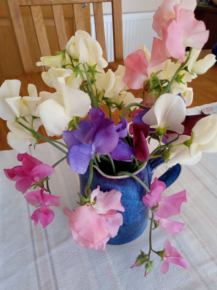 Finally after half a century on the planet I have grown sweet peas. If at first you don't succeed...
