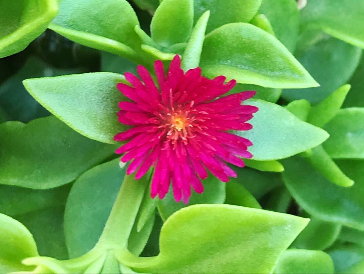 片岡まみこ 緑道を通る時 這うように蔓延る葉っぱ群が とても美味しそうだなて思っていた 今日はとうとうそれに 濃いピンクの可愛い花が咲いた 美味しそうと思ったら アイスプラントの仲間だった 新しく知る花は どの名前で憶えたら良いのか悩みます