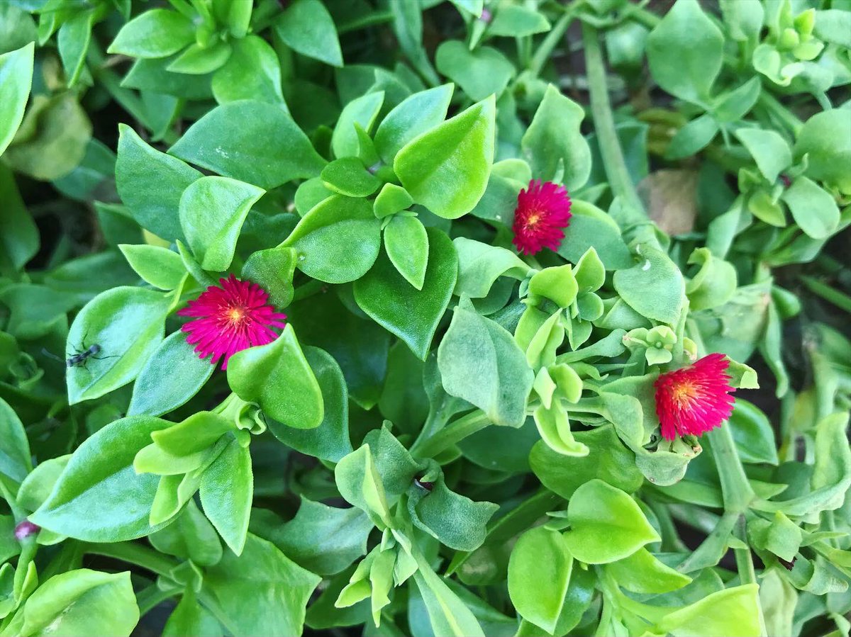 片岡まみこ 緑道を通る時 這うように蔓延る葉っぱ群が とても美味しそうだなて思っていた 今日はとうとうそれに 濃いピンクの可愛い花が咲いた 美味しそうと思ったら アイスプラントの仲間だった 新しく知る花は どの名前で憶えたら良いのか悩みます