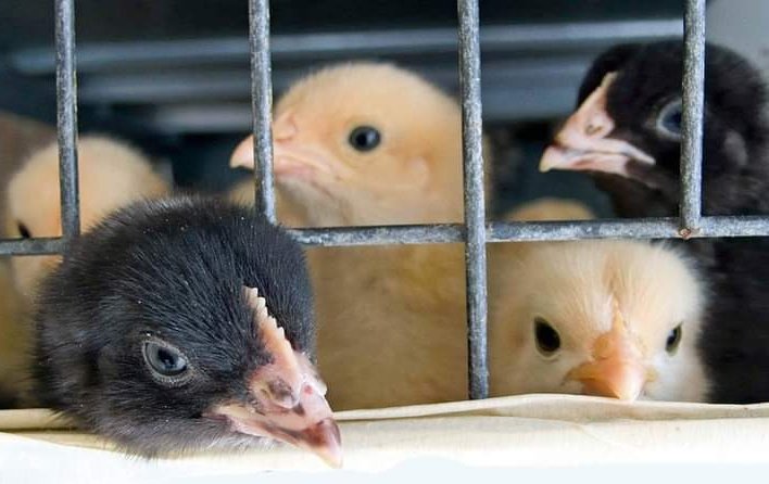 BaryanHimani's tweet image. PCA Act was imposed in 1960 and after no amended. Prevent the heinous cruelty to animals law must be amend and revise the fine. @Min_FAHD @PRupala @PMOIndia
#PCAact 
#NoMore50