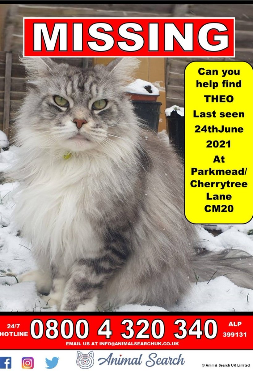 Kloe12042's tweet image. #CatsOfTwitter #catsuk #missingcat #harlow #essex #missingcats @CatsProtection @DogLostUK @CatsMissing @catsofinstagram 

Please please help me to bring my friend home. I miss him so much. Missing for 22 days now