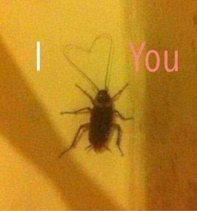 I cockroach you?