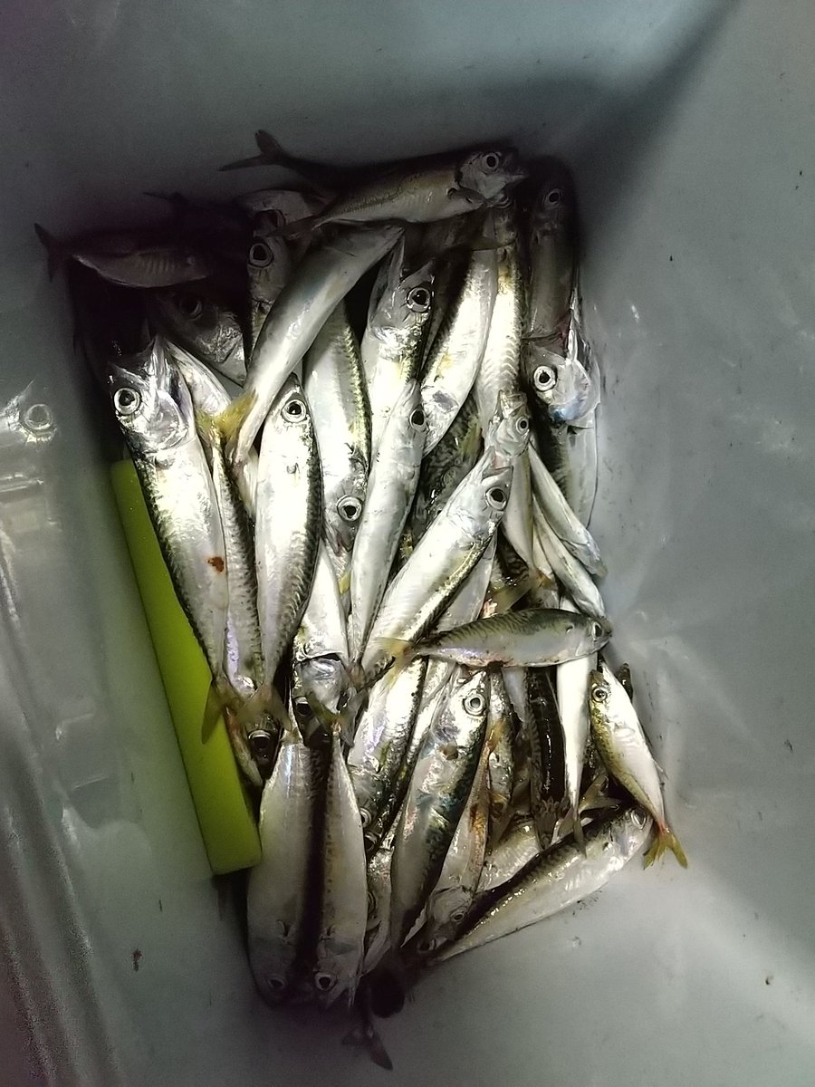 サビキ釣り Anazhthsh Twitter