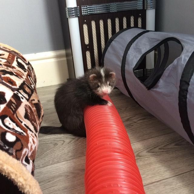 FerretsL's tweet photo. He's here! Settling nicely https://t.co/xtAM5tf8qo