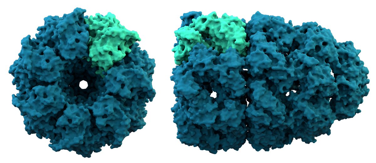 scinet_it's tweet image. Due #algoritmi che prevedono la #struttura delle #proteine in modo estremamente accurato sono ora disponibili per tutti i ricercatori. @chiara_sabelli ne ha parlato con @matteodp @EPFL_en e @InuMassy @PhoreMostLtd  #AalphaFold2 #RoseTTAFold 
scienzainrete.it/articolo/prote…