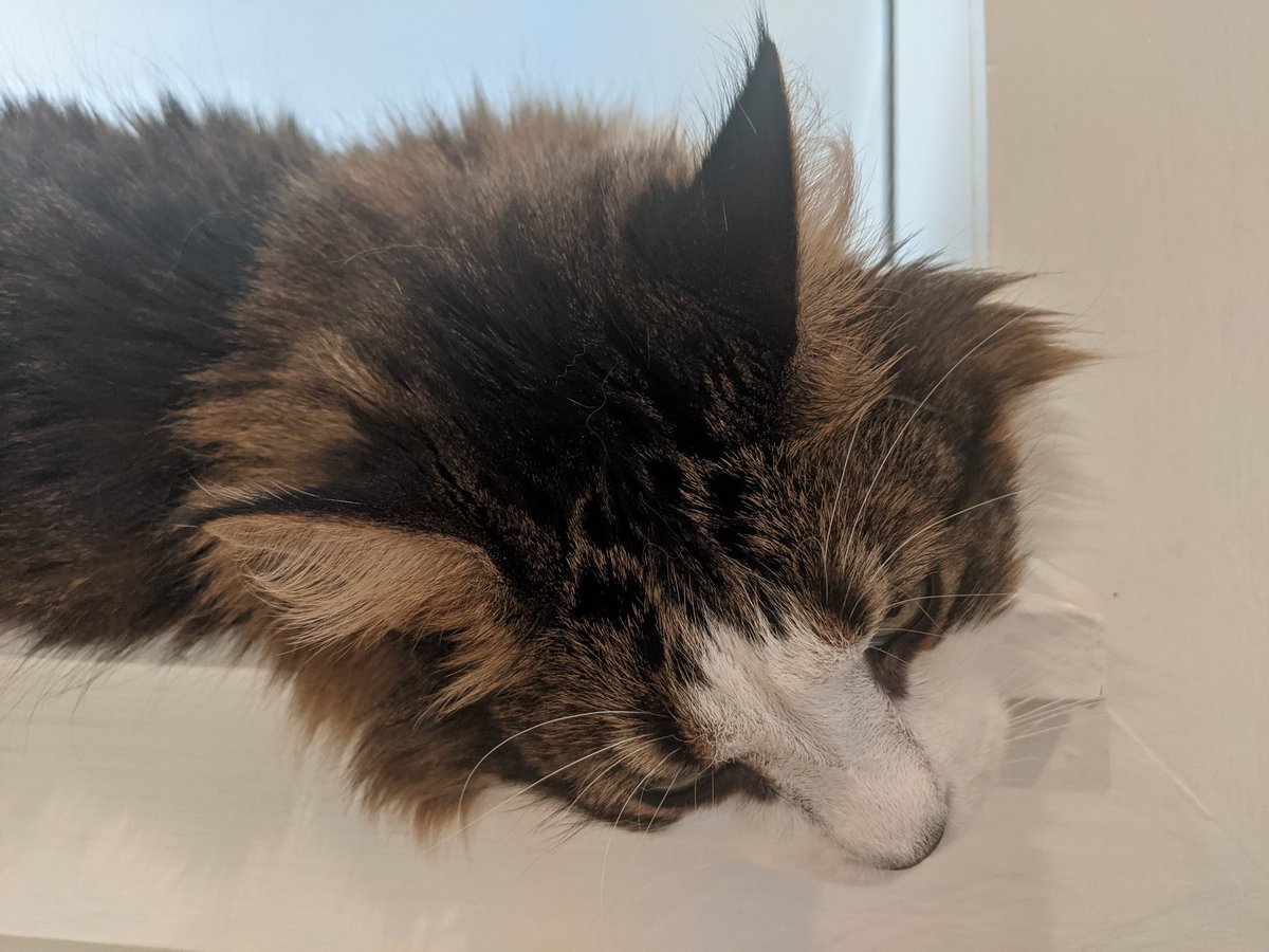 haiiro99's tweet photo. Pondering
#Dash #dashdash #suchbigthoughtsforsuchalittlecat https://t.co/kB1bN7bBDC