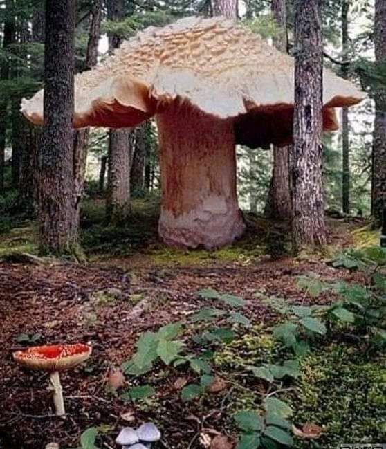Seta gigante, en el Estado de Oregón (EEUU). Armillaria Ostoyae, comúnmente conocida como el hongo de la miel. El hongo cubre 3,726563 m del Bosque Nacional Malheur y se estima que tiene alrededor de 8.650 años de antigüedad. @mitecogob @CestaySetas @UNESCO_es