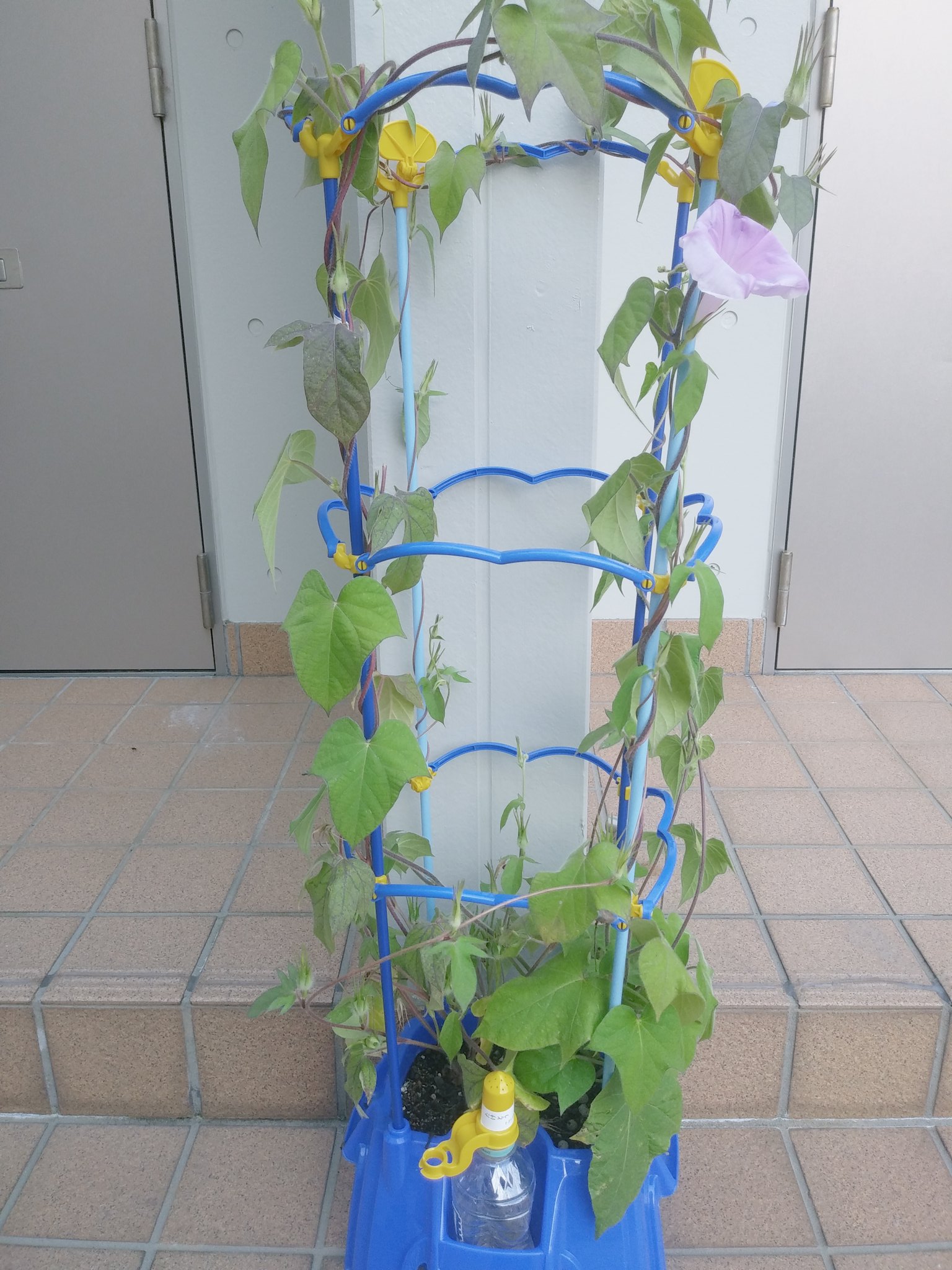 武藤 タケトウ 弥生 7月からパン屋勤務です 朝顔を学校から持って帰って来ました 夏休みって感じ 笑 懐かしいなぁ 長女の時も一年生は朝顔 二年生はプチトマトでした トマト いいなぁ 笑 朝顔 もうすぐ夏休み T Co Cuzzeqtkrm Twitter