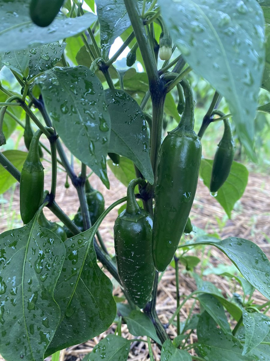 FishersRotary's tweet image. Good Morning @FishersIN from the Pepper Plot! #serviceaboveself #salsatime