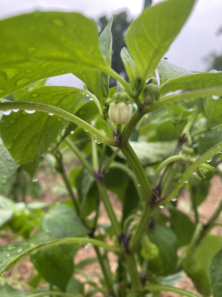 FishersRotary's tweet image. Good Morning @FishersIN from the Pepper Plot! #serviceaboveself #salsatime