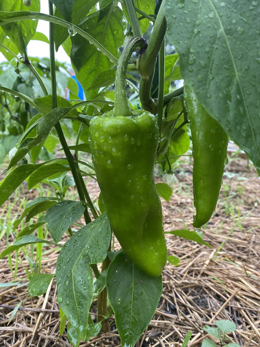 FishersRotary's tweet image. Good Morning @FishersIN from the Pepper Plot! #serviceaboveself #salsatime