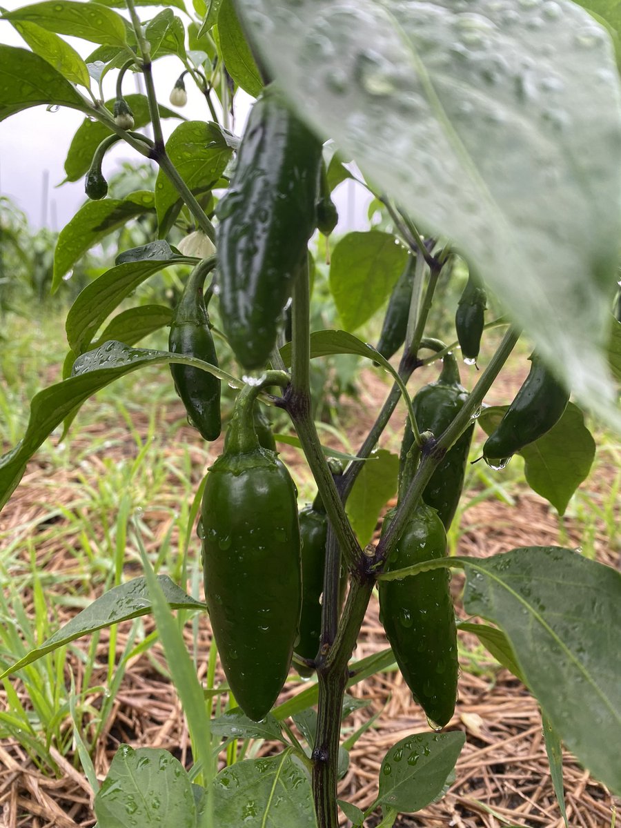 FishersRotary's tweet image. Good Morning @FishersIN from the Pepper Plot! #serviceaboveself #salsatime