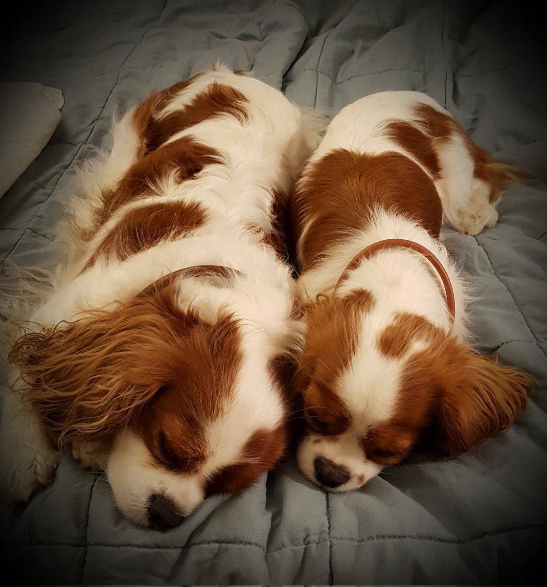 #cavpack sleeping together with my sweet mum Dharma 💕💕