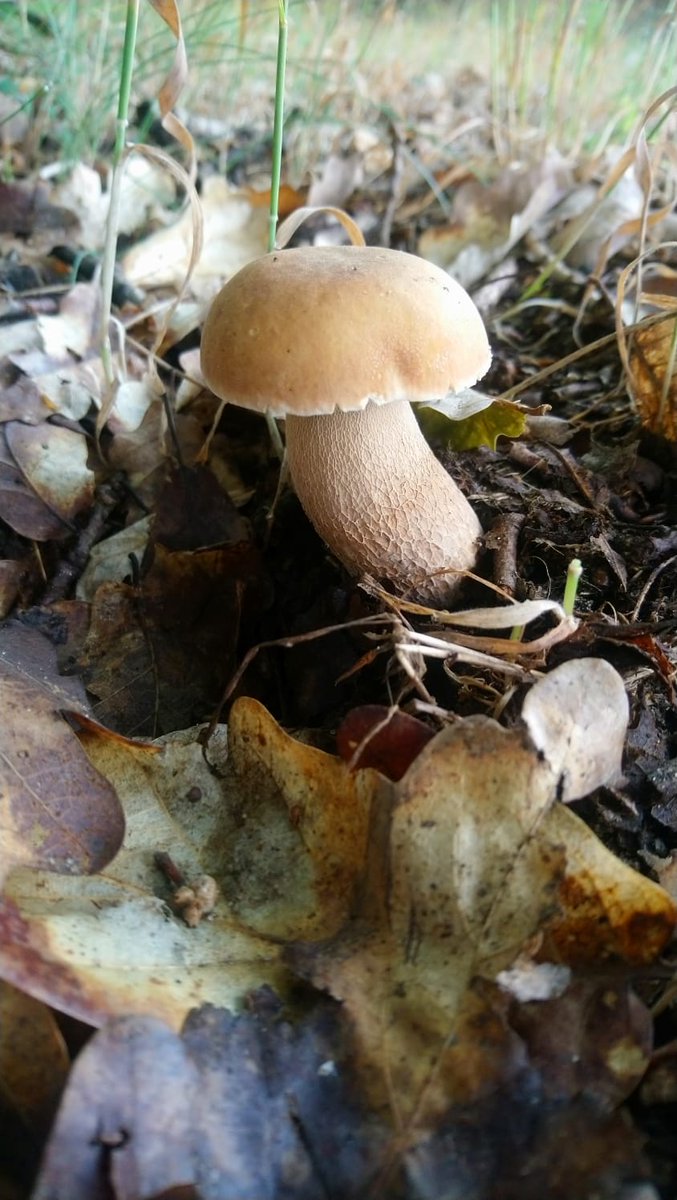 #Sommersteinpilz #Eichensteinpilz #BoletusReticulatus #Pilze #Mushroom #Fungi clearly paler than the other