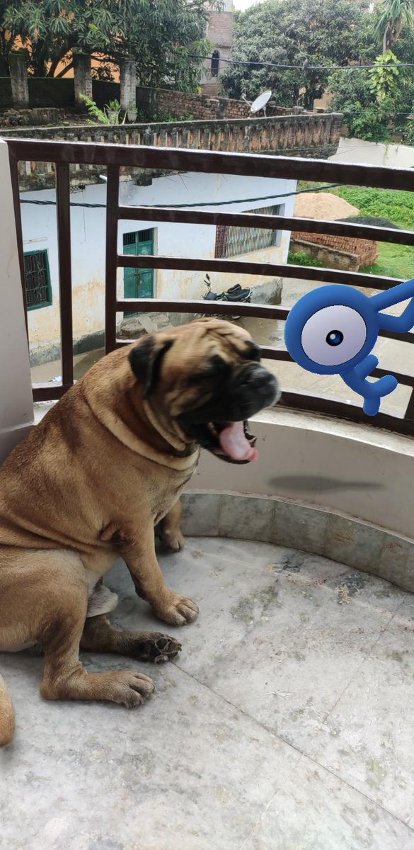 PokemonInv's tweet photo. Shiny Unown and Bullmastiff
#PokemonGOFest2021 
#PokemonGoApp
@PokemonGoApp #pokemongofest 
#PokemonGO5YearAnniversary @PokemonGOdeu @PokemonGOit @PokemonNewsUK @Pokemon @pokemongoappko @pokemongoappko https://t.co/f5PWuRwxov