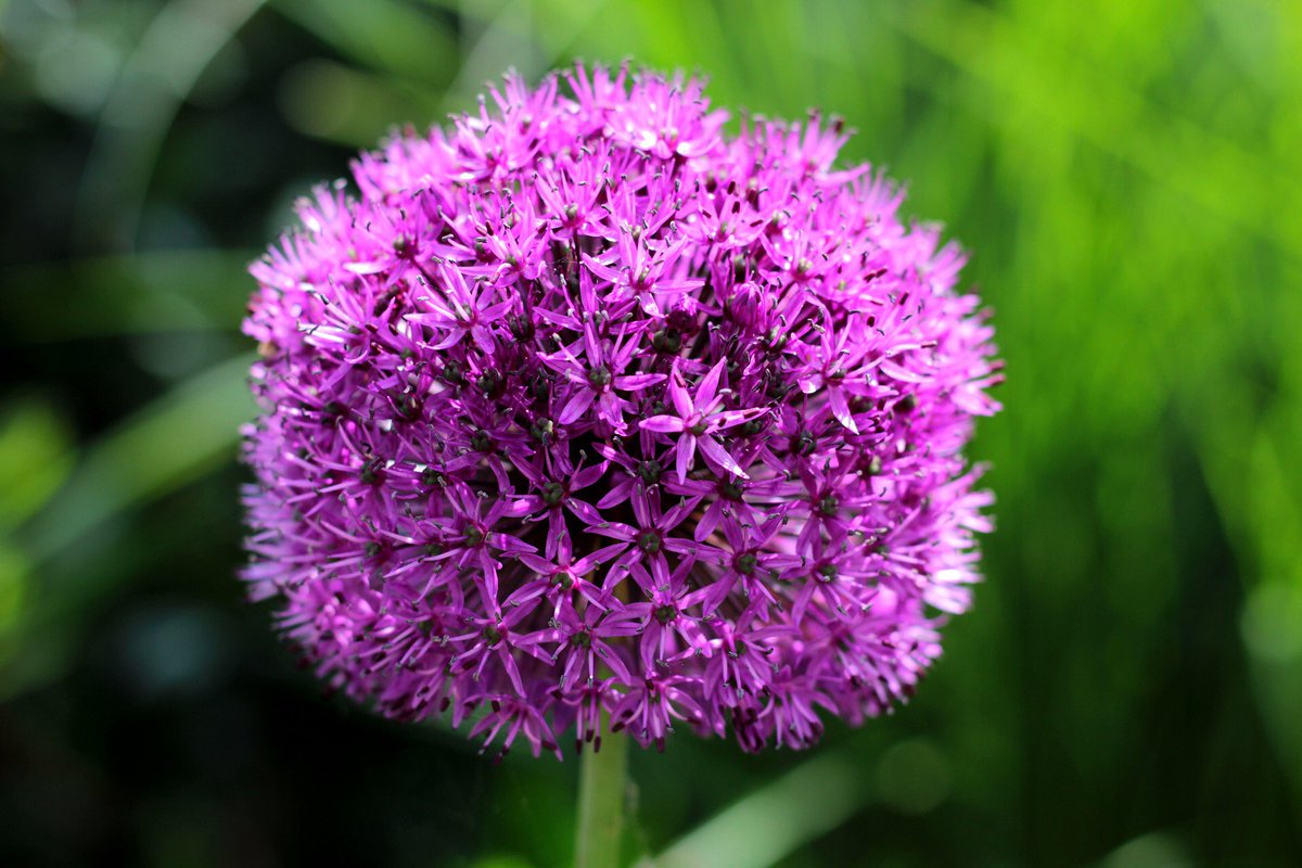 スマネコ 花に想いを込めて アリウム 花言葉 正しい主張 くじけない心 深い悲しみ ブログ T Co Buzj4mc4q1 花 花言葉 アリウム