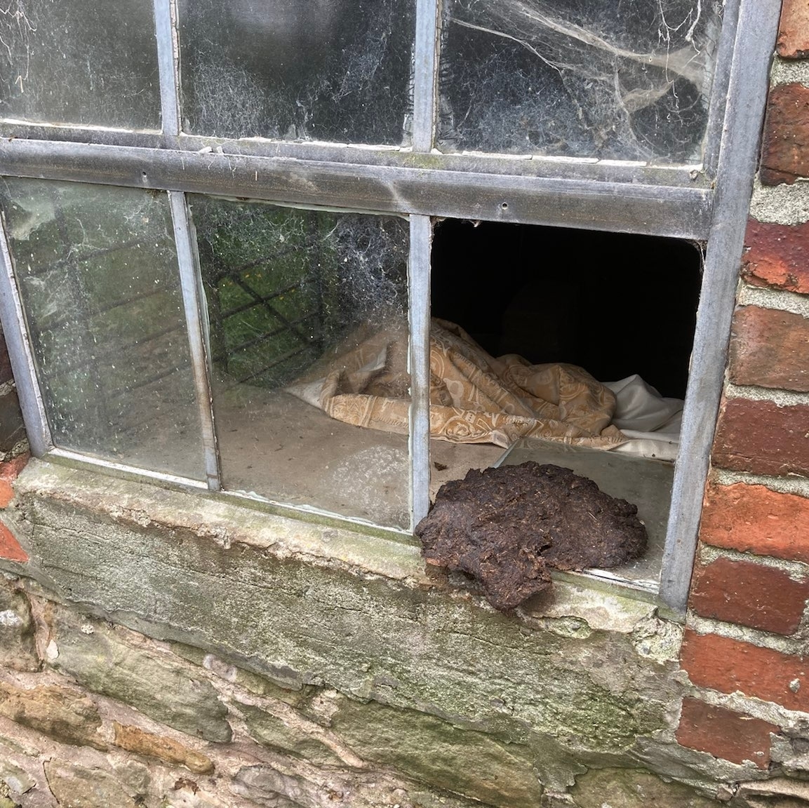 TreflachFarm's tweet photo. When a cow poops and it knocks a pane of glass out of it's frame.... Ooof. Add it to the long list of repair jobs π
#farming #grassfed #ethicalmeat #regenerativefarming #agriculture #protein #knowtheorigin #Shropshire #treflachfarm #Treflach #Shropshire #Oswestry #Powys https://t.co/XB5gmFBuli