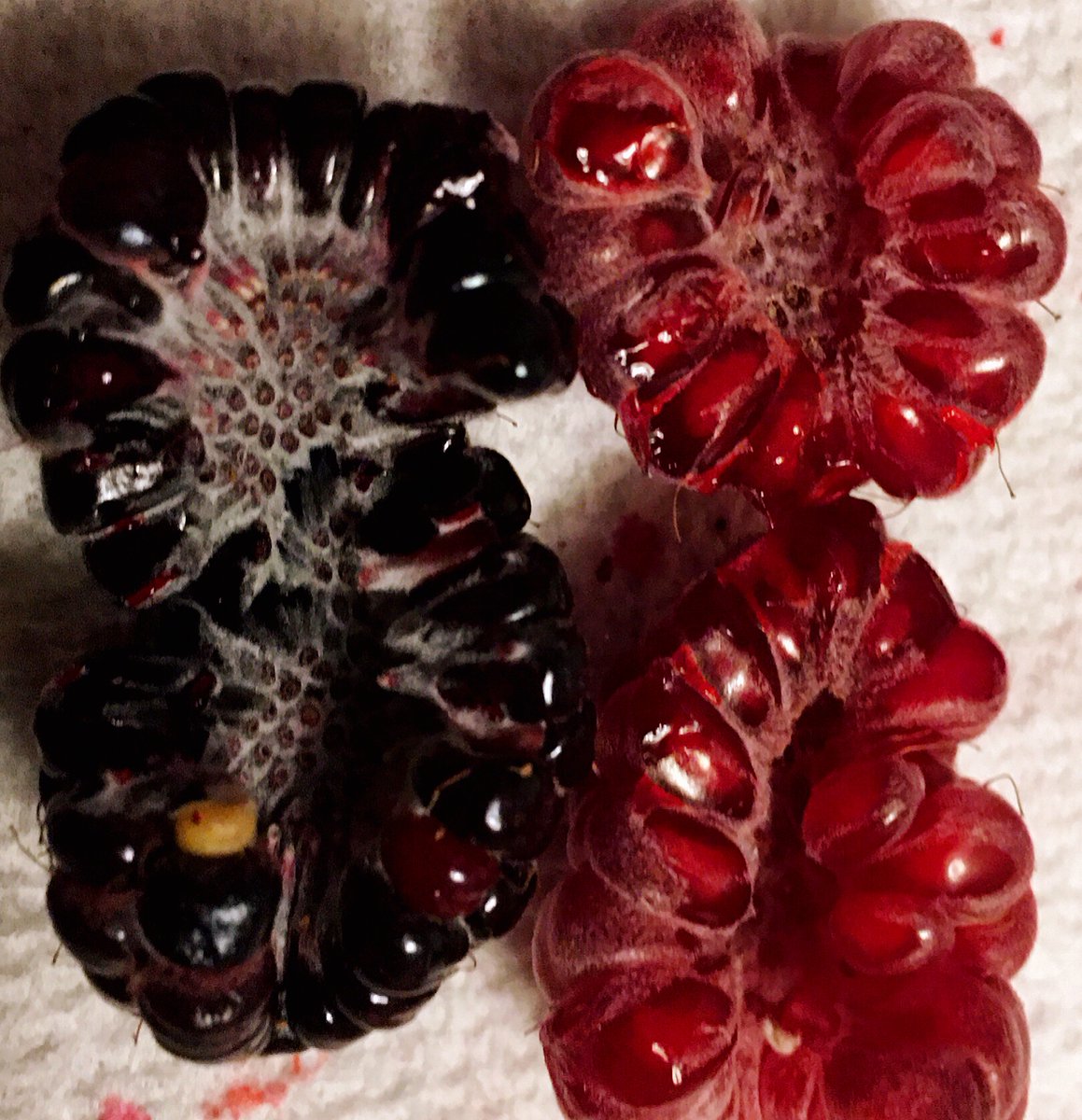 Blackberry and raspberry picking ~
