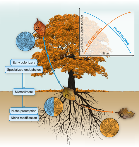 MartinOesterhel's tweet photo. La descomposición comienza en las hojas muertas sobre la planta. Tienen una composición particular de microorganismos (filosfera) que gobiernan el proceso durante los primeros tiempos, incluso en el suelo. Luego, los organismos del suelo toman el trabajo
https://t.co/G4Kjzfz2cX https://t.co/yDE5qG0Ddl