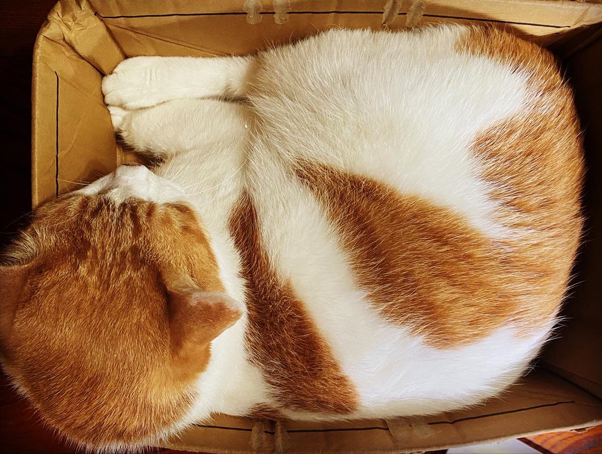 natchang_m's tweet photo. 四角ねこ その1 と その2
Box-shaped cats
#ねこ #ネコ #猫 #うちのねこ #cat #mycat #猫のいる暮らし #ねこと暮らす #lifewithcats #livingwithcats
#はこねこ #catsinthebox
#ねこが好き #猫が好き #ilovecats
#保護猫 #保護ねこ #保護猫と暮らす
#しあわせ #happiness #楽しく生きる https://t.co/uxeUaUny9M