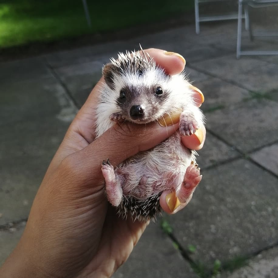 Hufflehogs tweet media