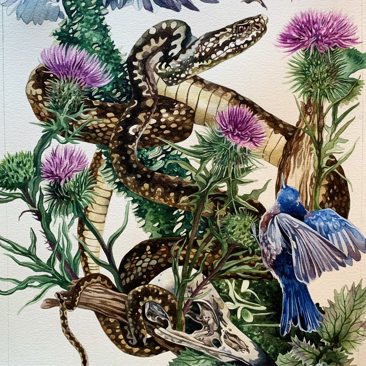 Adder in the thistles 🐍🐍 #watercolour #snakepainting #watercolor #womensart #wildlifeart