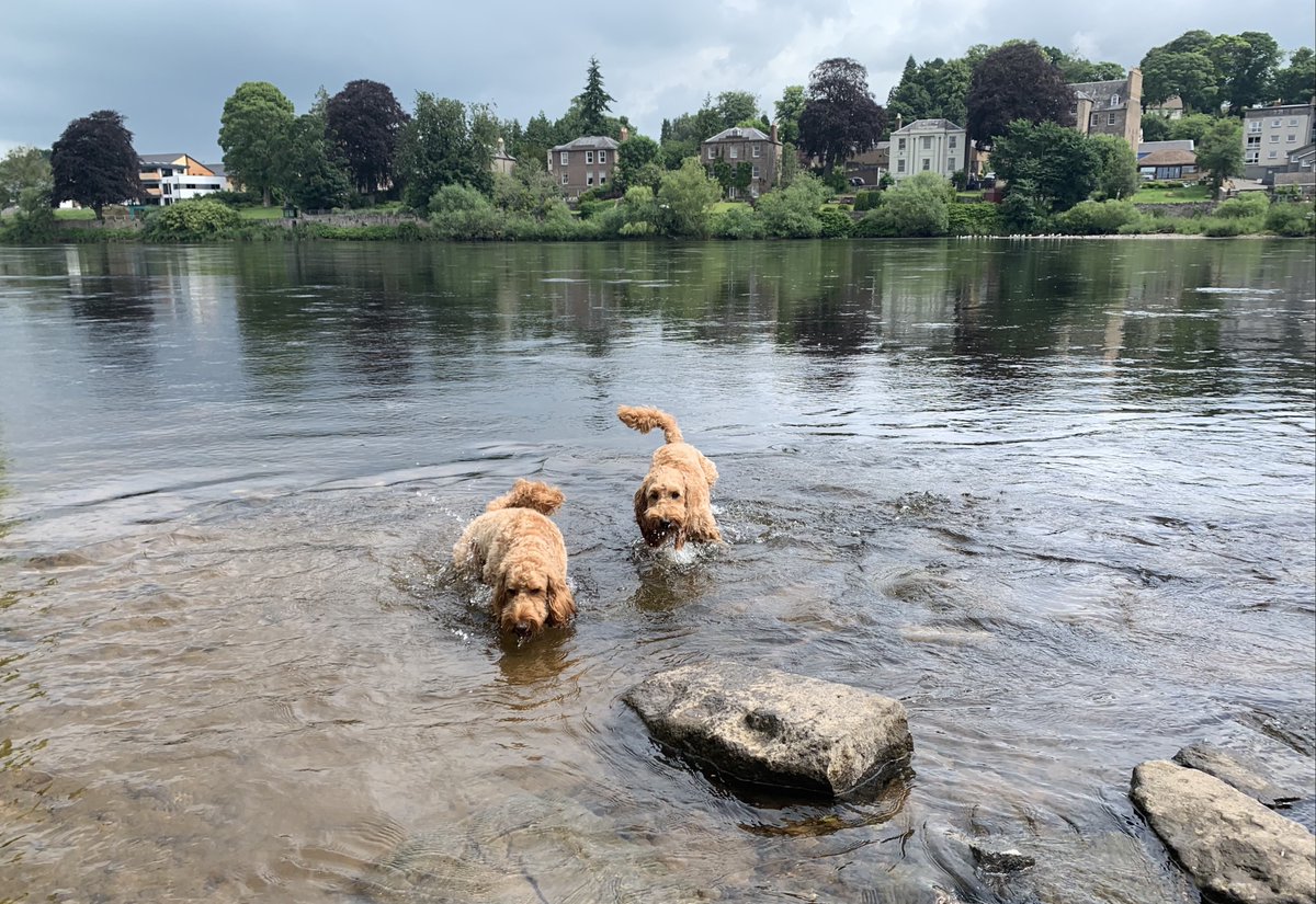 WindyWilson88's tweet photo. HEAT STROKE IN DOGS

Windy says as a dog lover I thought I'd share this - DO NOT TAKE YER DOGS OUT IN THIS HEAT 

My 2 love the water but they get a swim before the sun comes up

And cars - DO NOT LEAVE YER DOG IN A HOT CAR 

#HeatStrokeInDogs #MansBestFriend #UnconditionalLove https://t.co/PuCgjmbZWi