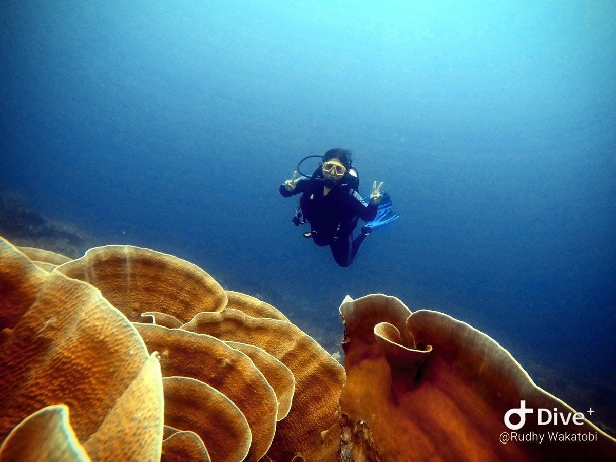 Rudhy_wakatobi's tweet image. The happiest people do not have the best of everything They just make the best of everything.
Good night

#wakatobidivingholiday #divecourse #divetraining #goprphero4 #naui #scuba #scubadiving #divetrip #diving #dive