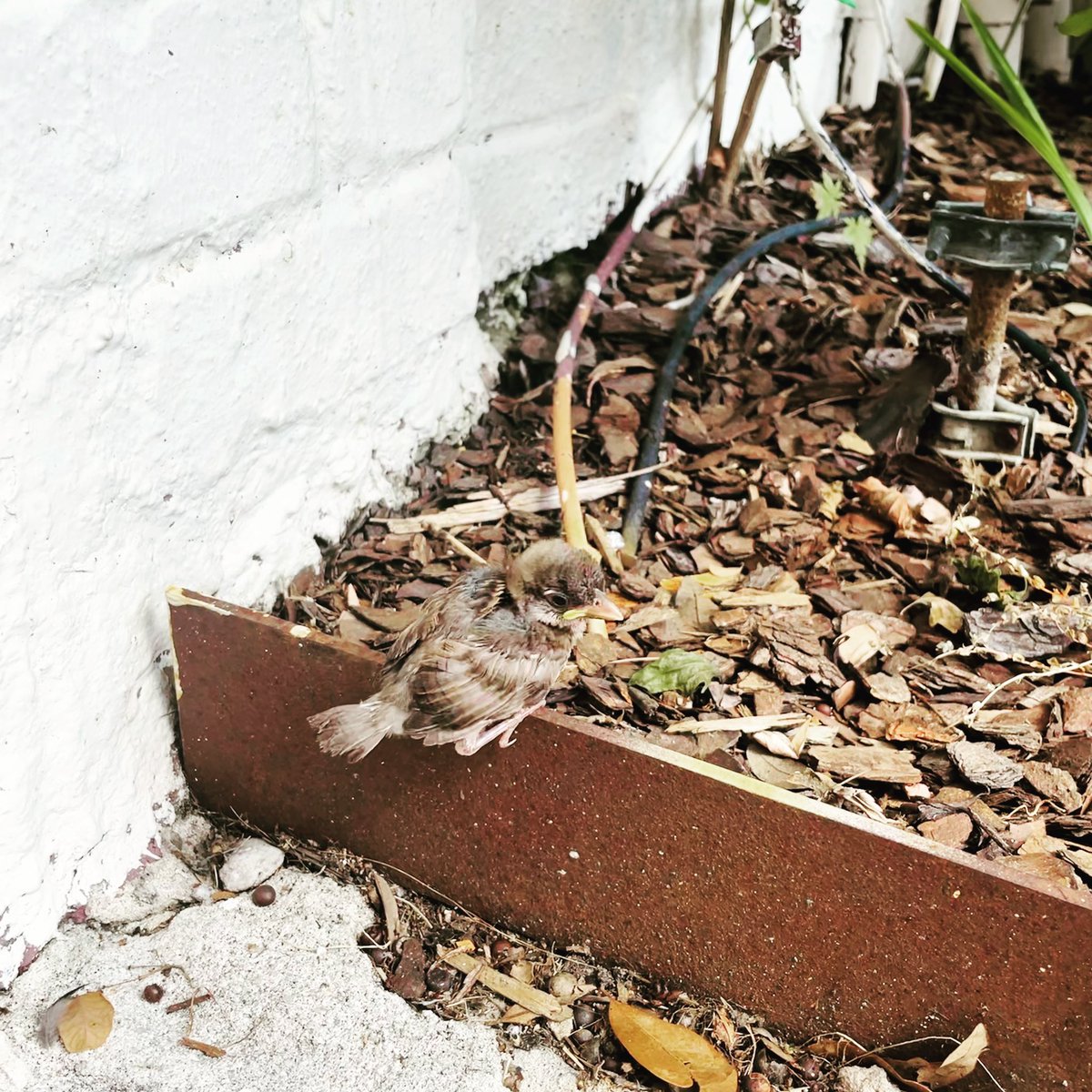 Lmdemayzing's tweet photo. New Friend - tiny fledgling I met near @82QueenChs and @themillshouse yesterday morning 🥰 https://t.co/XvXLvVZuhv
