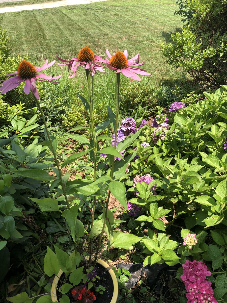Tcorreia's tweet photo. #StrangerToStranger from @GratefulDead comes on @wxpnfm just as i’m finishing cutting the grass. Thanks for the afternoon energy https://t.co/AUfFVfD7BL